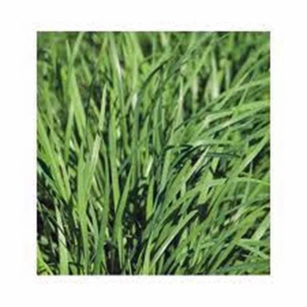 Heirloom Chive Seeds, 25+ Seeds, Flavorful Chives, Easy to Grow, Allium schoenoprasum