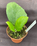 Hoya Frahns Plant - Rooted 3" Pot - Hoya Hybrid - Ideal Houseplant for Indoor Gardens - Easy Care
