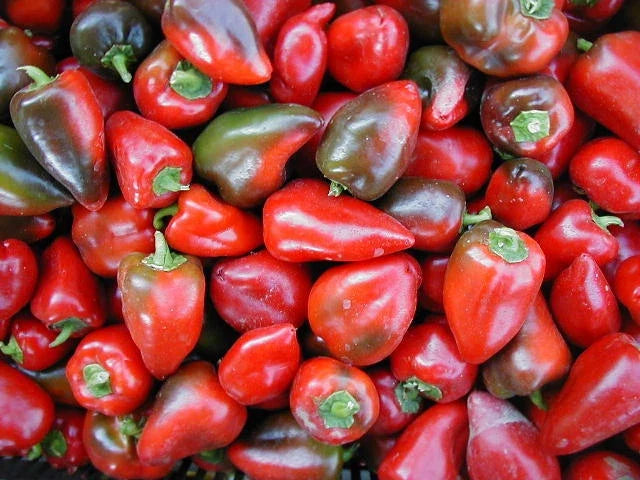 Sweet Pepper Seeds - Pimento L Variety - Heart Shaped Peppers - 100 Count Packet - Capsicum annuum