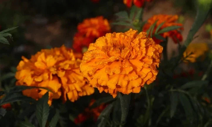 Southern Cone Marigold Seeds - 25+ Pack for Garden Planting - Tagetes patula - USA
