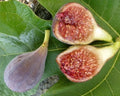 Celeste Fig Plant 3" Pot Ficus carica 'Celeste' Rooted Live Plant