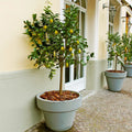 Meyer Lemon Tree - 8-14" Live Citrus Plant in 10" Pot - Citrus x meyeri