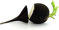Black Radish Seeds for Planting 250 Count - Rare Garden Vegetable Raphanus sativus niger