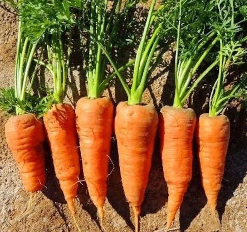 Chantenay Red Core Carrot Seeds - 200+ NON-GMO Heirloom Fresh Garden Seeds - Daucus carota
