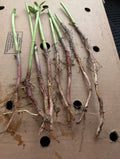 Red Organic Jerusalem Artichoke Roots for Planting - Small & Medium - Helianthus tuberosus - 7+1 Free