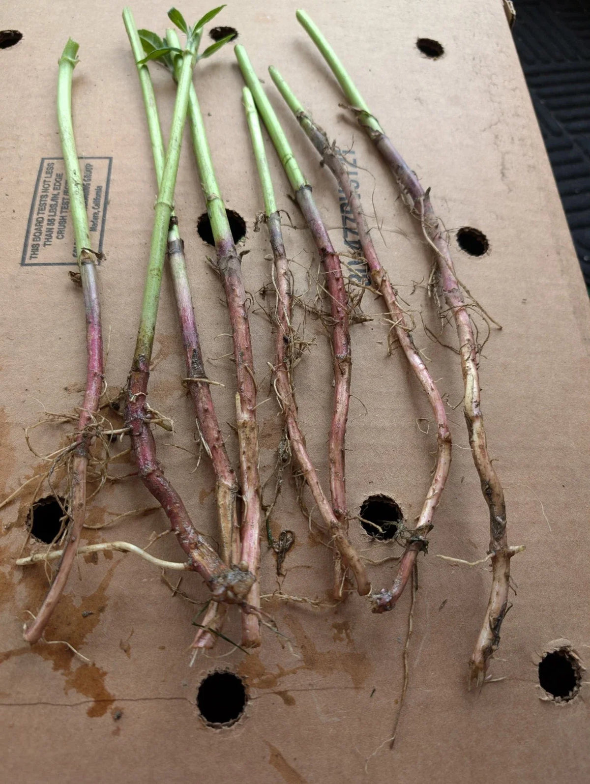 Red Organic Jerusalem Artichoke Roots for Planting - Small & Medium - Helianthus tuberosus - 7+1 Free