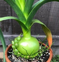 Succulent Albuca Bracteata 3"W x 12"L Pregnant Onion Rooted House Plant Ornithogalum caudatum