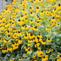CLASPING Coneflower Seeds - 500 Non-GMO Pollinator-Friendly Wildflower Seeds - Echinacea angustifolia