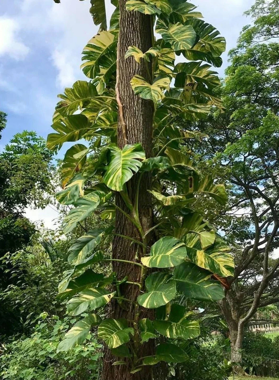 Golden Queen Pothos 6 Live Cuttings – Epipremnum aureum Variegated Giant