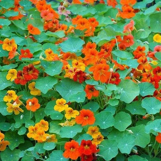 Nasturtium Seeds - Tall Mix Edible Flowers - Heirloom Non-GMO - 25 Seeds - Colorful Garden Plants