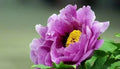 Peony Seeds 10pc Garden Flower Plant Exotic Variety Paeonia spp. USA Seller Free Shipping