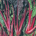 Swiss Chard Seeds - Ruby Red Heirloom, 100 Non-GMO Seeds - Beta vulgaris subsp. cicla