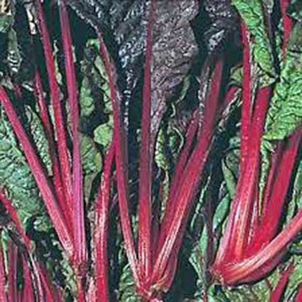 Swiss Chard Seeds - Ruby Red Heirloom, 100 Non-GMO Seeds - Beta vulgaris subsp. cicla