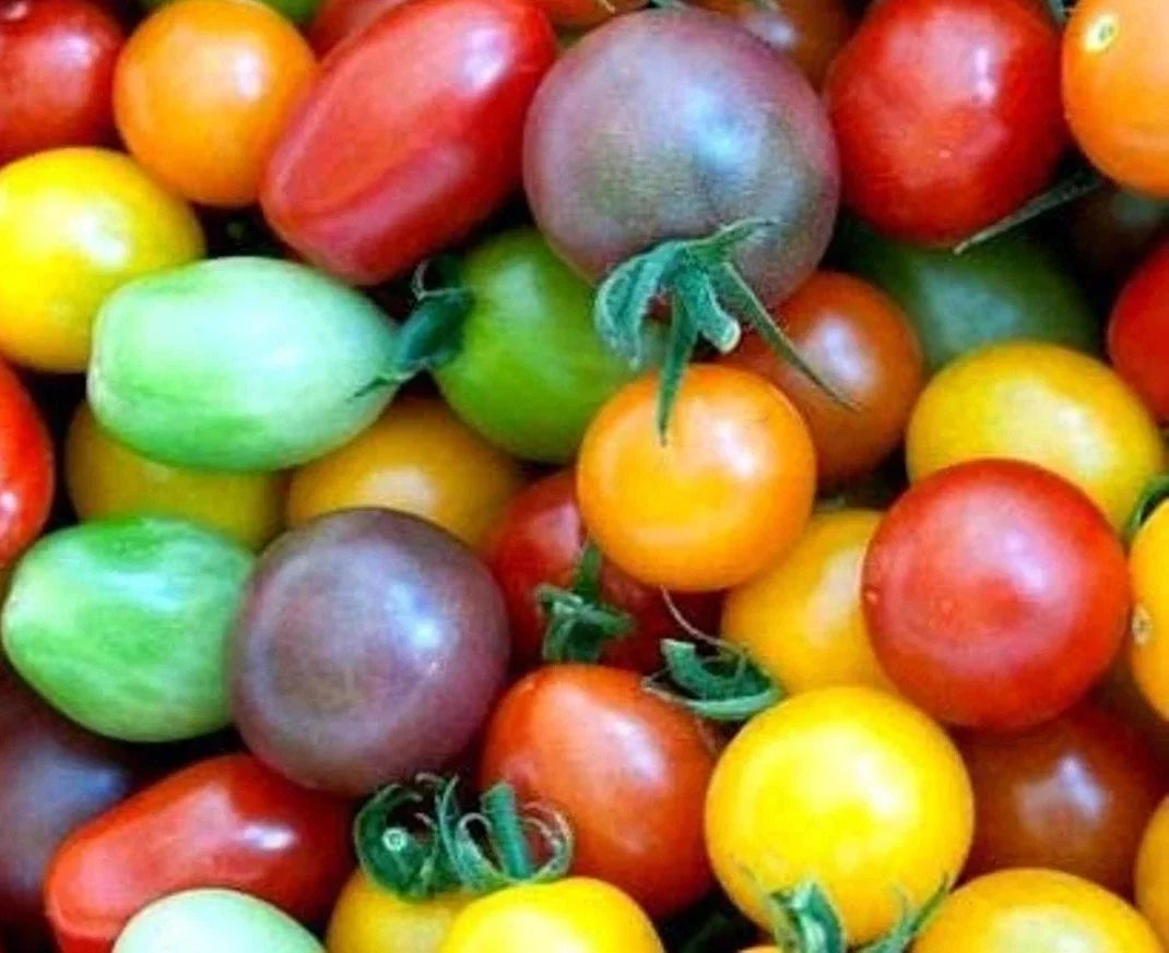 Rainbow Cherry Tomato Seeds - 60+ Heirloom Organic NON-GMO - Solanum lycopersicum