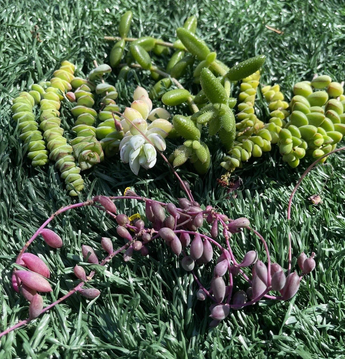 Succulent Cuttings Set | 7 Easy to Grow Varieties | Perfect for Propagation | Ideal for DIY Arrangements | Succulents