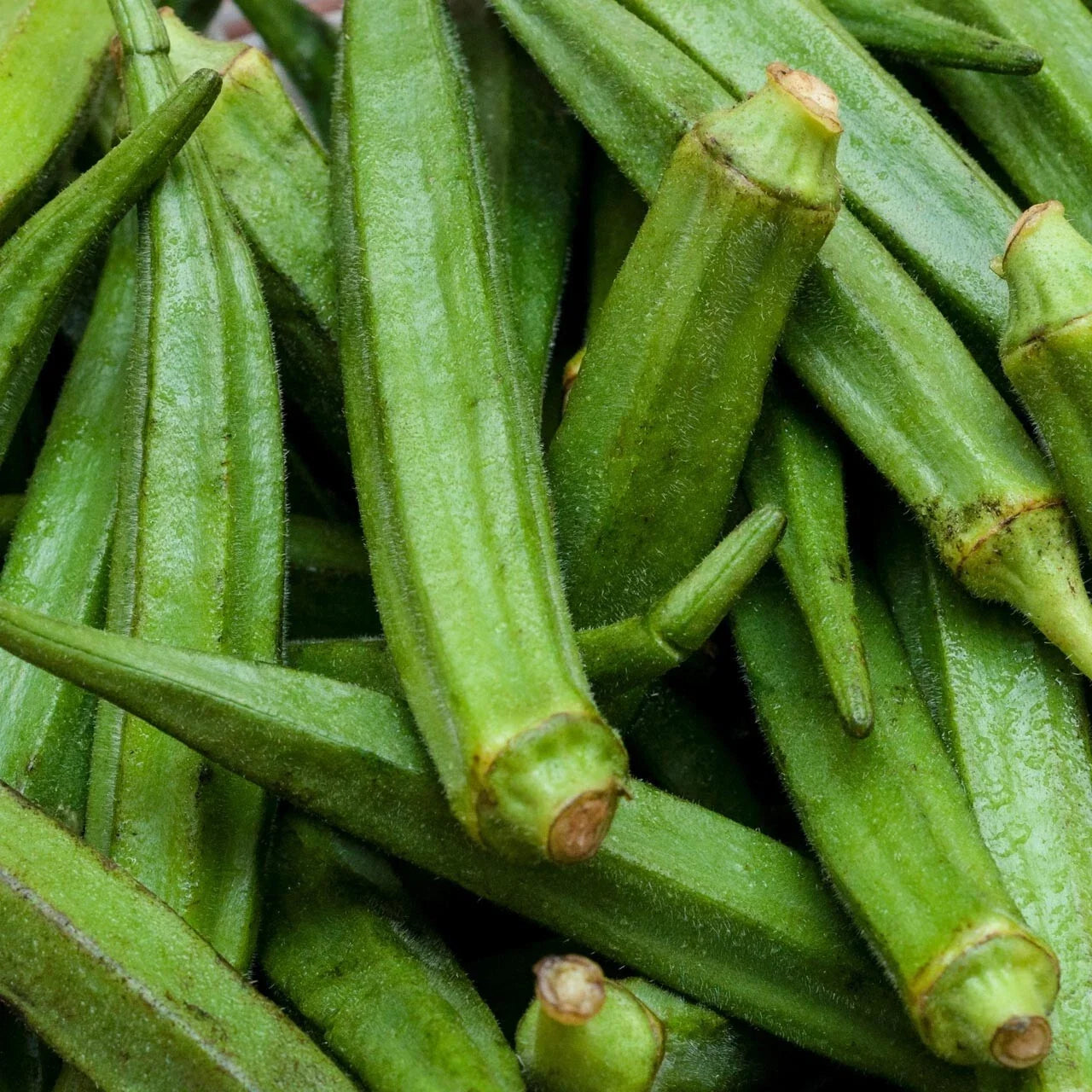 Perkins Long Pod Okra Seeds, Non-GMO, Spineless Variety, Large Size, Abelmoschus esculentus