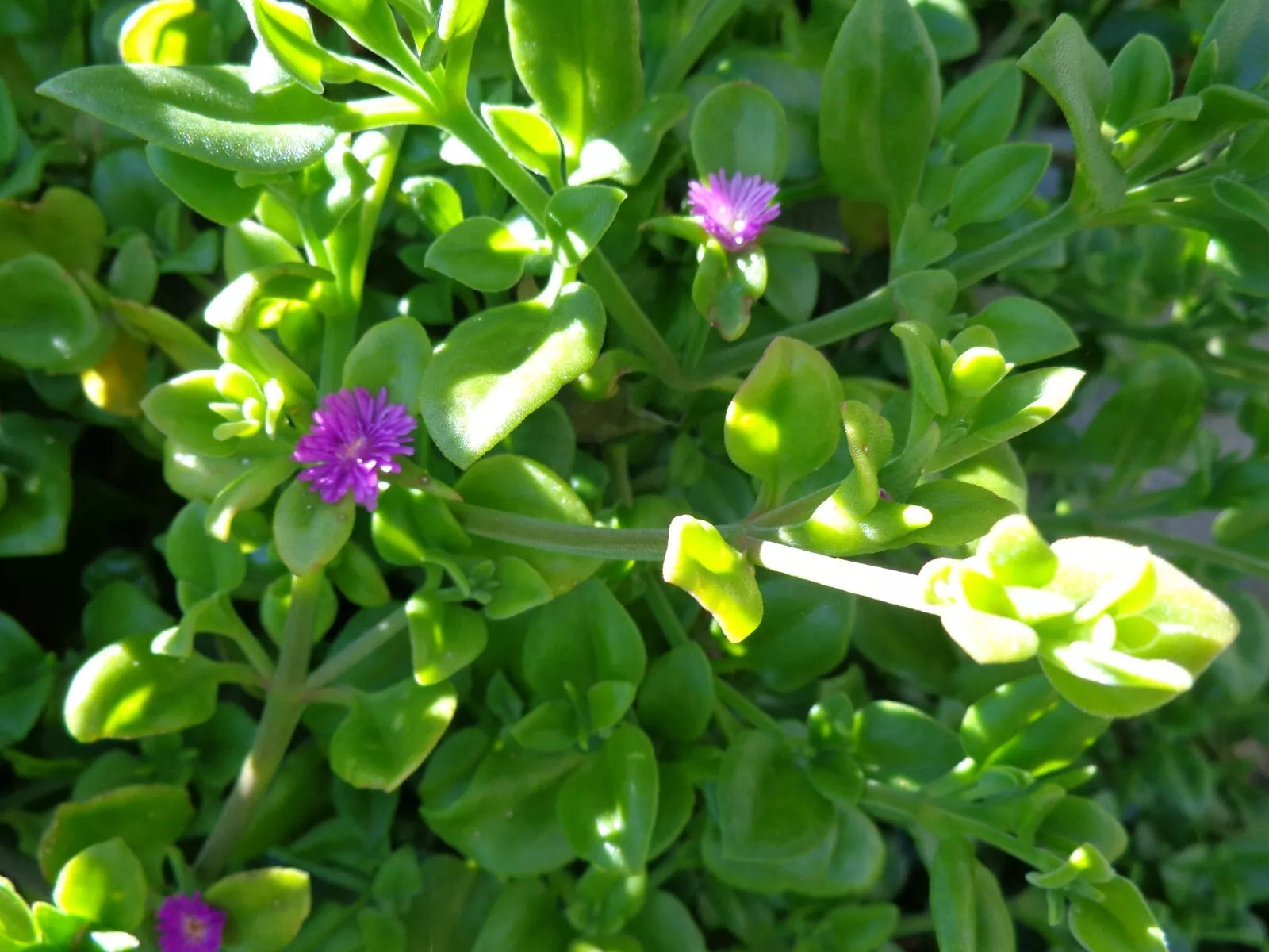 Aptenia Cordifolia Cuttings 5"-7" Purple Pink Baby Sun Rose Succulent 10 Pack