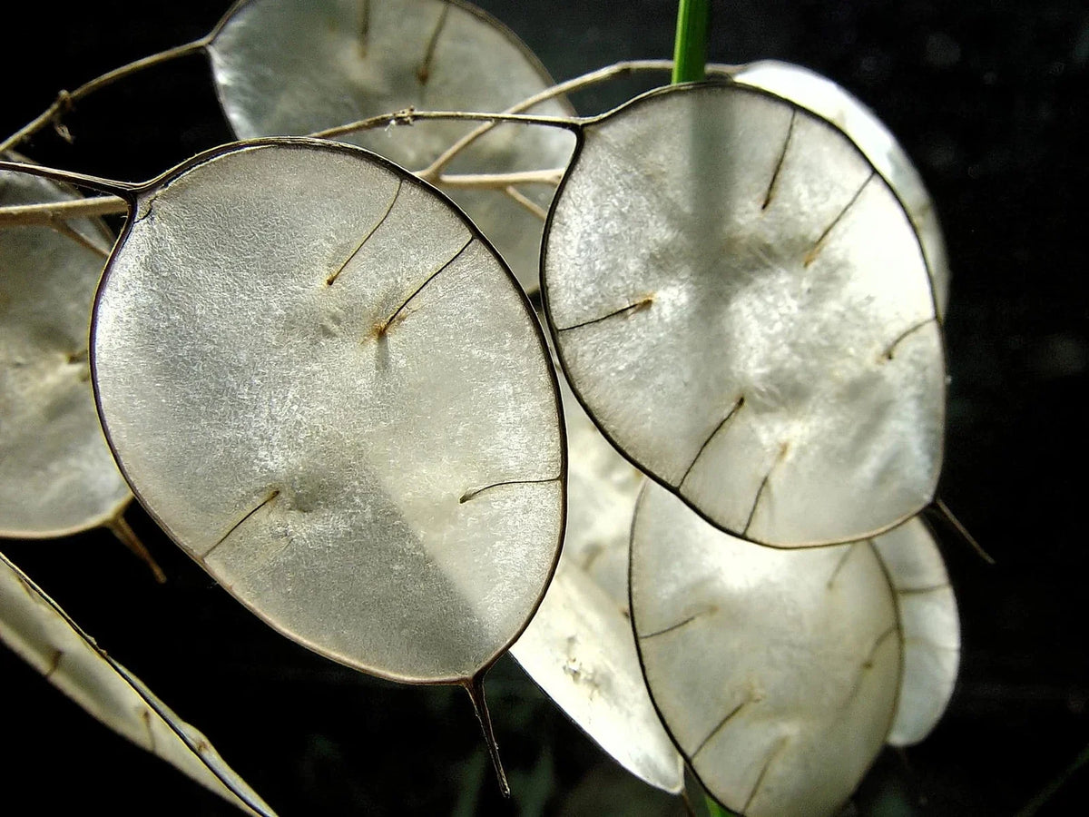 Money Plant Seeds - 50 Pack - Lunaria Biennis - Honesty Plant for Gardening