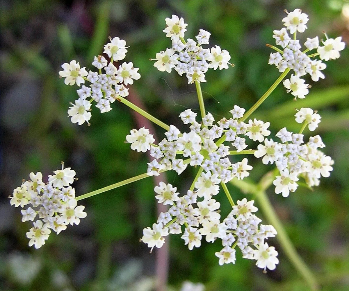 Cumin Herb Seeds, Tex Mex, Non-GMO, Jeera Variety, Multiple Sizes Available