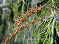 Leafless Orchid Plant - Chiloschista lunifera - Mounted Southeast Asia Variety