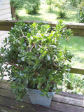 Jade Plant Leaflets Set of 12 - Succulent Propagation Leaves - Crassula ovata