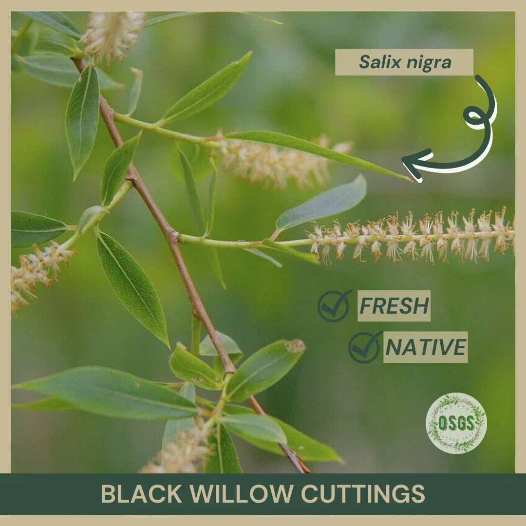 Black Willow Cuttings 18" Fresh Cuttings Salix nigra Native Plant Propagation
