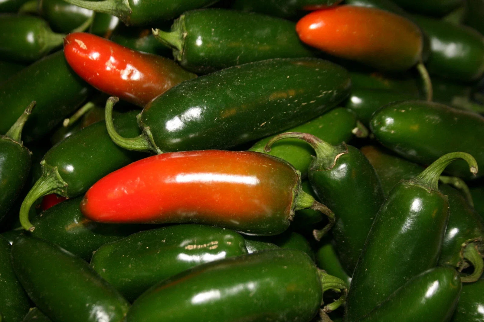 Hot Pepper Seeds - 4oz Sealed Bag - Early Jalapeno - Capsicum annuum