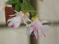 Thanksgiving Cactus Cuttings - Schlumbergera "Branca Dobrada" - Healthy No Roots