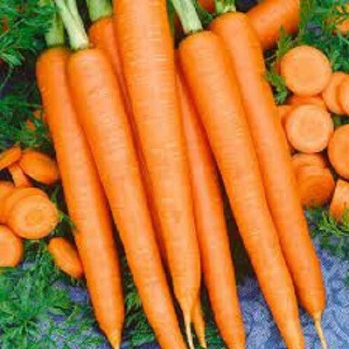 Premium Organic Heirloom Carrot Seeds - Tendersweet Variety, Sweetest Flavor - Non-GMO, Fresh Gardening Seeds