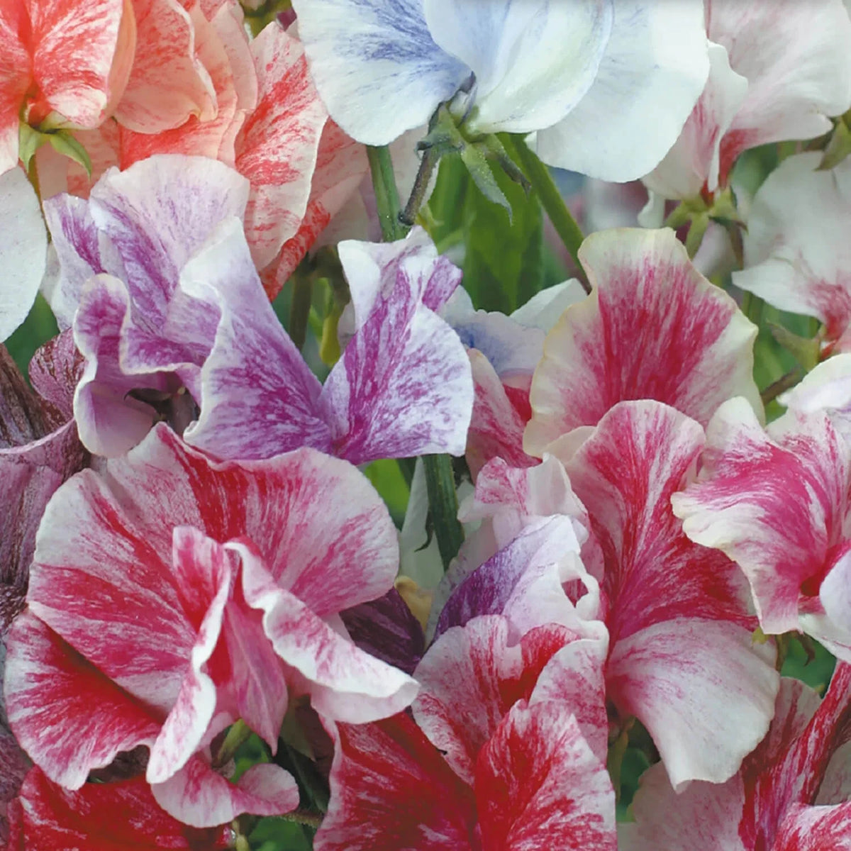 Sweet Pea Seeds | Streamer Mix | Heirloom Flower Seeds | Lathyrus odoratus | Non-GMO
