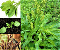 Curly Dock Seeds - 1000+ Organic Yellow Microgreens Herb Seeds (Rumex crispus) for Home Gardening
