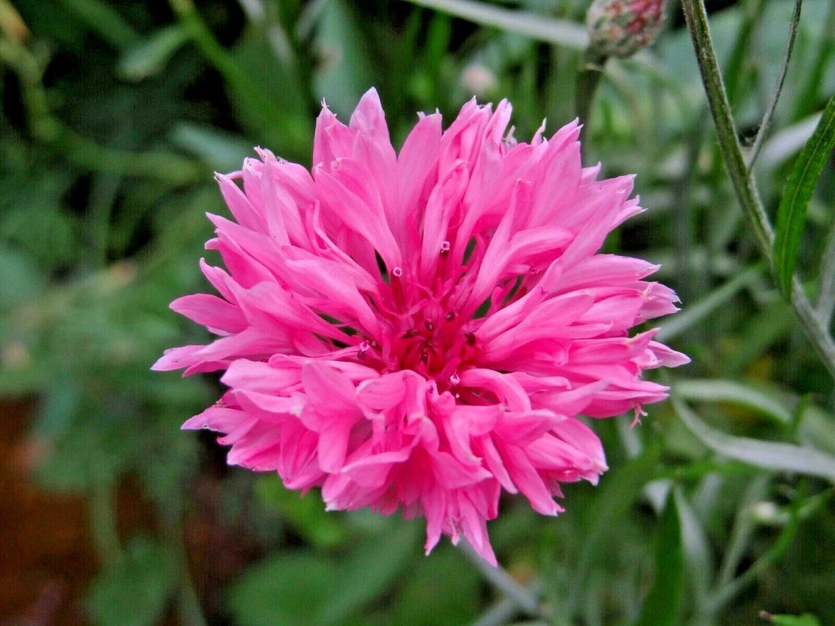 500+ Pink Cornflower Seeds - Bachelor Button Dried Flowers for Garden & Container - Centaurea cyanus