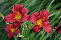 Daylily Bare Root Plants - Ruby Stella Variety - Hemerocallis - 25 Count