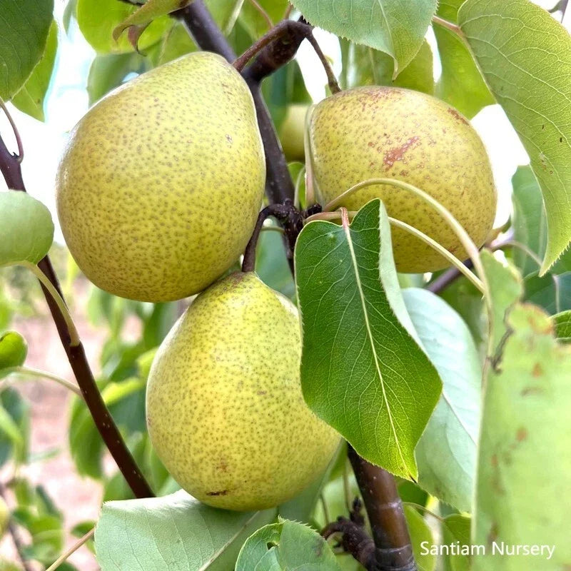 Honey Jar Asian Pear Tree, Bare Root, Very Sweet & Juicy, Early Harvest, Pyrus pyrifolia