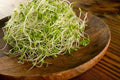 Red Clover Sprout Seeds 500 Count - Grow Tasty Sprouts (Trifolium pratense) Just Add Water