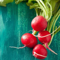 Champion Radish Seeds - 300 Non-GMO Heirloom Seeds - USA Seller - Raphanus sativus