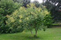 Golden Rain Tree Seeds, 10 Count, Koelreuteria paniculata, Hardy Ornamental Tree Seeds for Gardens and Landscaping