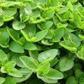Organic Sweet Marjoram Seeds - Premium Heirloom Variety - Culinary Herb for Home Gardening - Origanum majorana