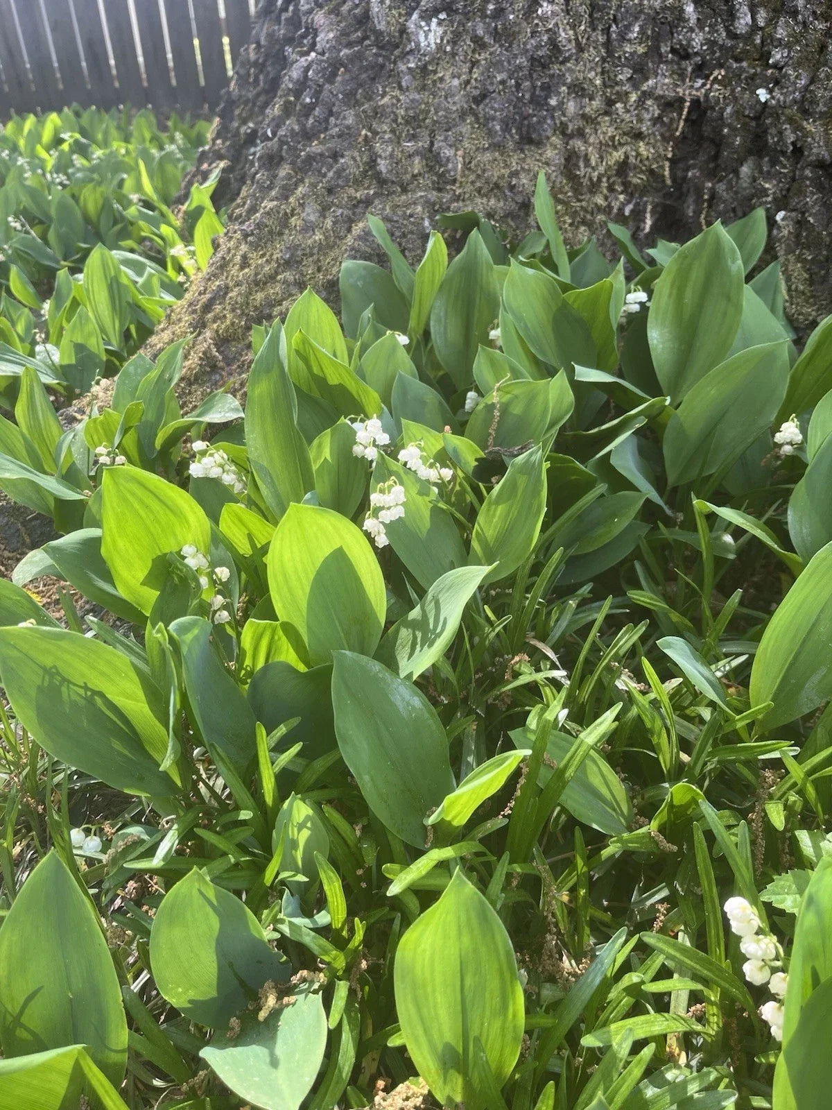 Lily of the Valley Bare Root Plants 20 Pack - Shade Ground Cover - Convallaria majalis