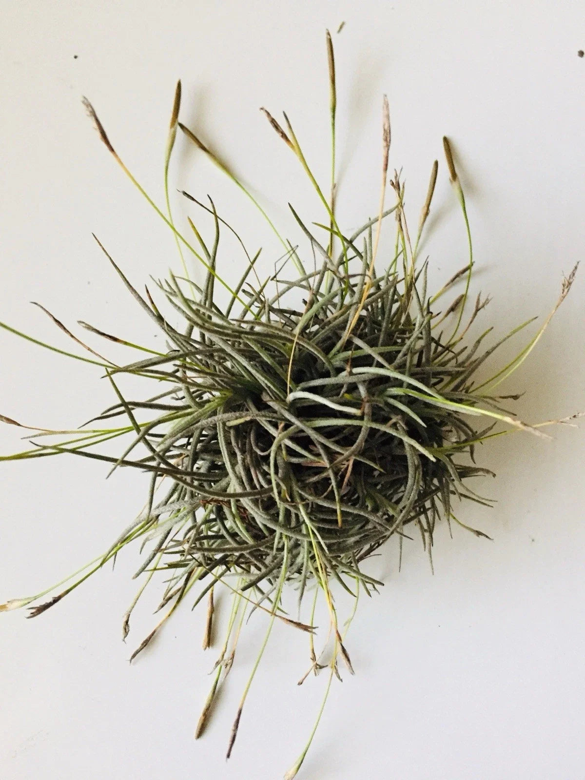 Giant Tillandsia Recurvata Ball Clusters - Bulk Air Plant Texas Ball Moss - Unique Home Decor