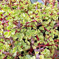 Rainbow Variegated Elephant Bush Dwarf Jade Plant Cuttings - 2 Unrooted 4-Inch Stem Cuttings (Portulacaria afra)
