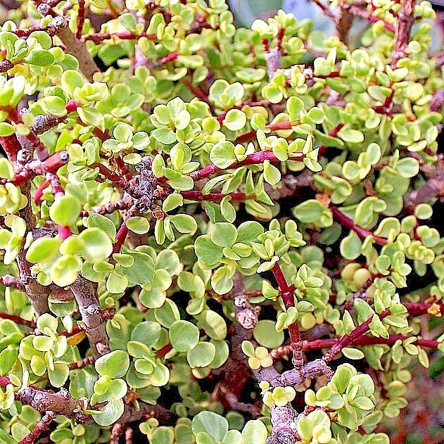 Rainbow Variegated Elephant Bush Dwarf Jade Plant Cuttings - 2 Unrooted 4-Inch Stem Cuttings (Portulacaria afra)