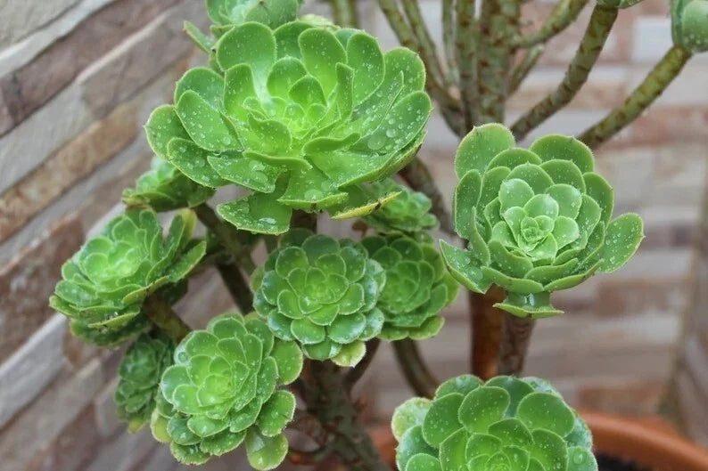 Aeonium Seed Mix - 100 Seeds - Succulent Variety - Aeonium Collection