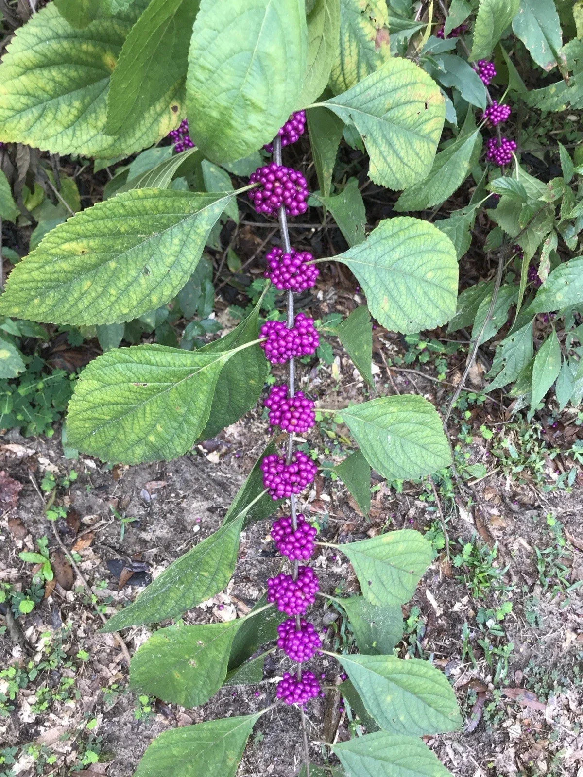 American Beautyberry Live Plant - 6+ Inches Starter, Purple Berries, Callicarpa americana