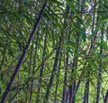 Black Bamboo Rhizome Starter Plant - Phyllostachys Nigra - Live Bare Root Black Bamboo for Gardens and Landscaping