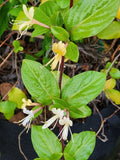HALL'S Honeysuckle Plants - 4-5 Cups - White Yellow Flowers - Lonicera japonica