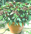 Siam Queen Basil Seeds - 50+ Seeds - High Yielding Annual - Ocimum basilicum - Perfect for Spring Planting