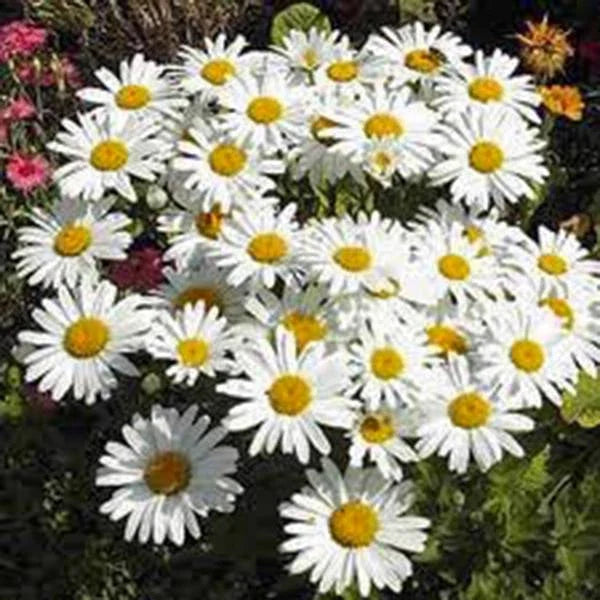 Shasta Daisy Seeds - 25+ Pack - Bright White/Yellow Flowers - Leucanthemum × superbum