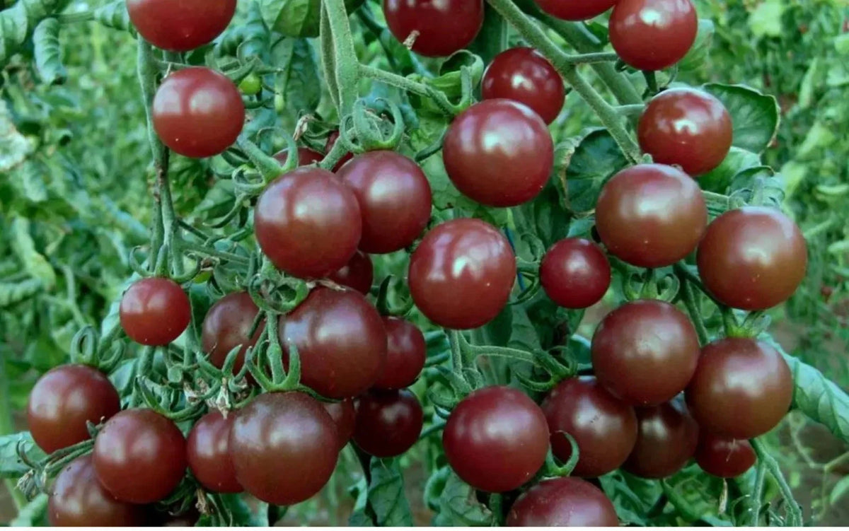 Chocolate Cherry Tomato Seeds - 120+ Heirloom Seeds - Super Sweet Variety - Rare Garden Seeds