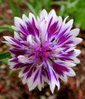 Purple Bachelor’s Button Seeds - 50 Annual Flower Seeds - Centaurea cyanus - Garden Planting Supplies